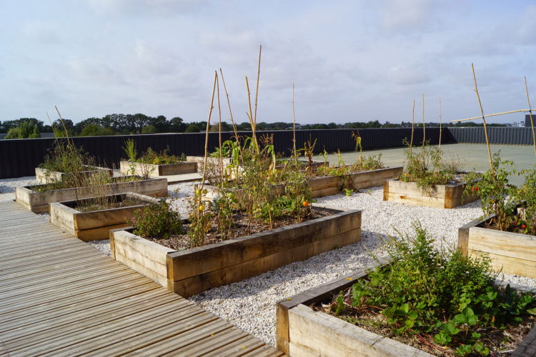 permaculture sur toit terrasse de la cuisine centrale Ker Lann