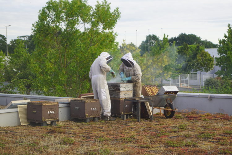 apiculteurs récoltent le miel des ruches